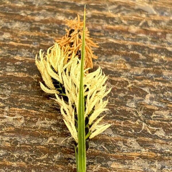 Carex flacca 葉