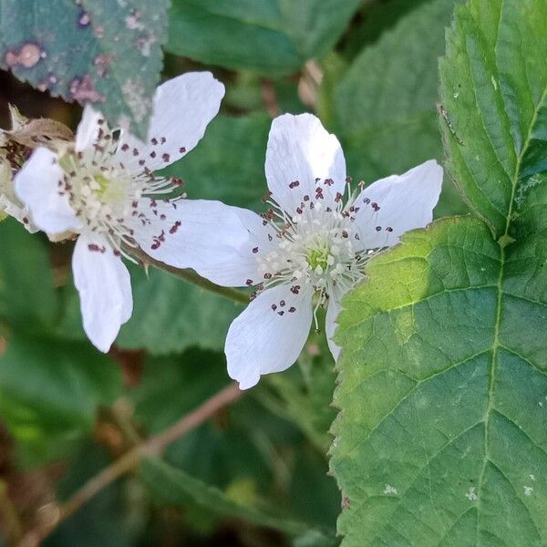 Rubus caesius Flower