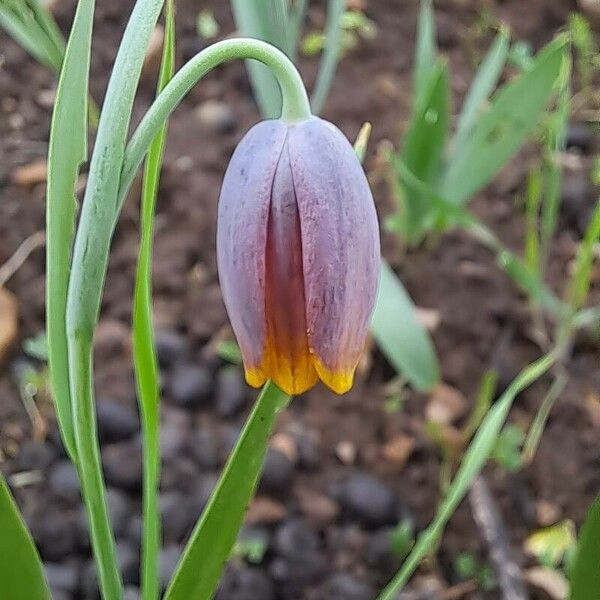 Fritillaria pyrenaica Floare