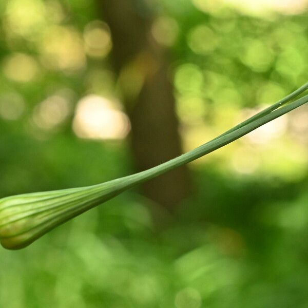 Allium oleraceum Kvet