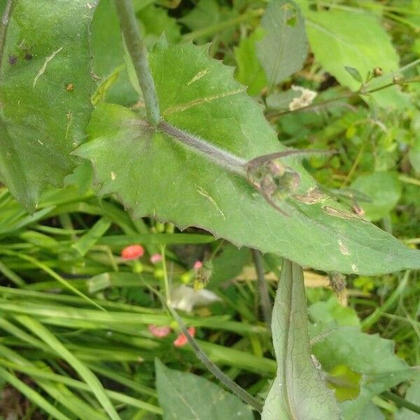 Emilia fosbergii Leaf