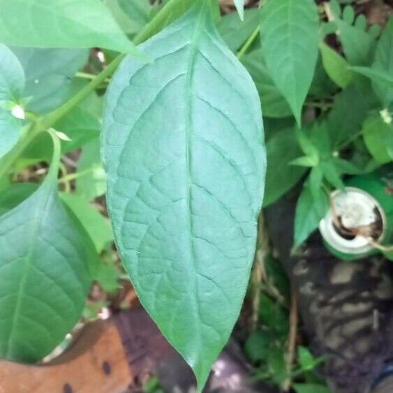Gomphrena serrata 葉