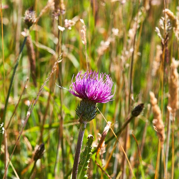 Cirsium dissectum Flor