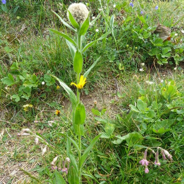 Centaurea uniflora Floro