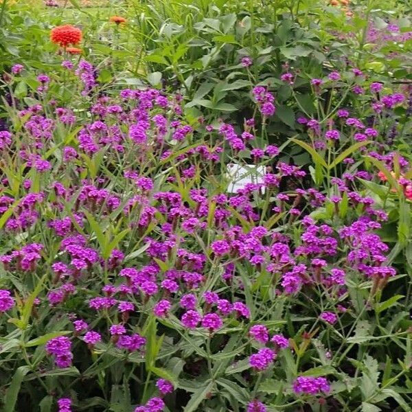 Verbena rigida Floare