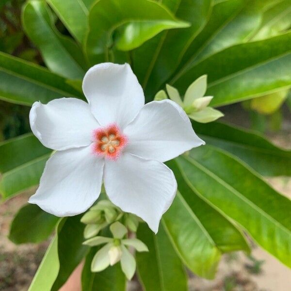 Cerbera manghas Flower