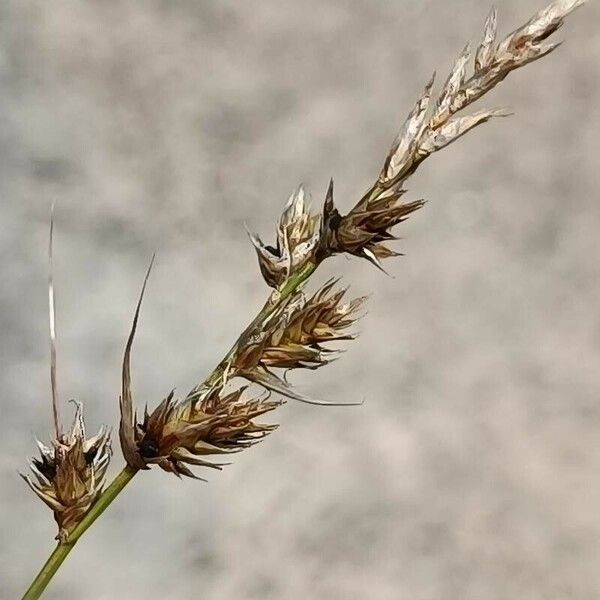 Carex arenaria Λουλούδι