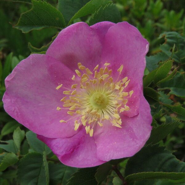 Rosa pendulina Flower