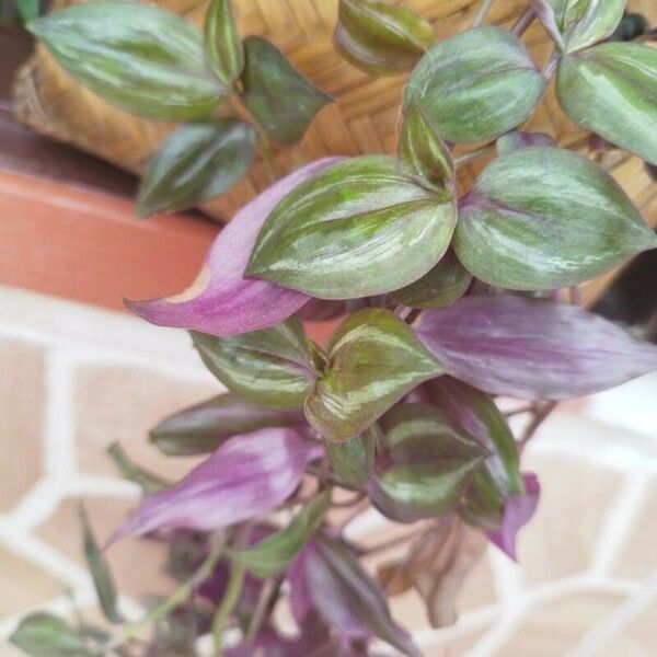 Tradescantia zebrina Blad