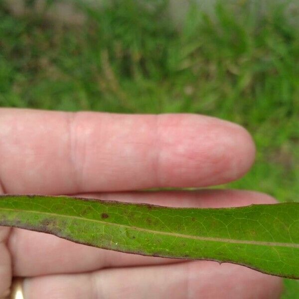 Lactuca canadensis Φύλλο