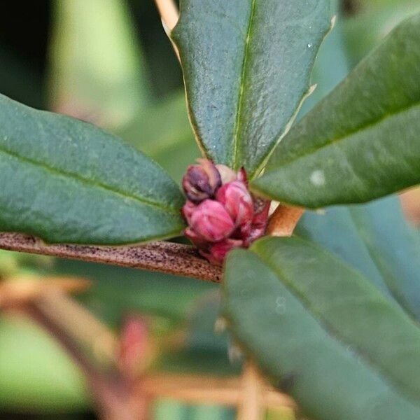 Berberis gagnepainii Arall