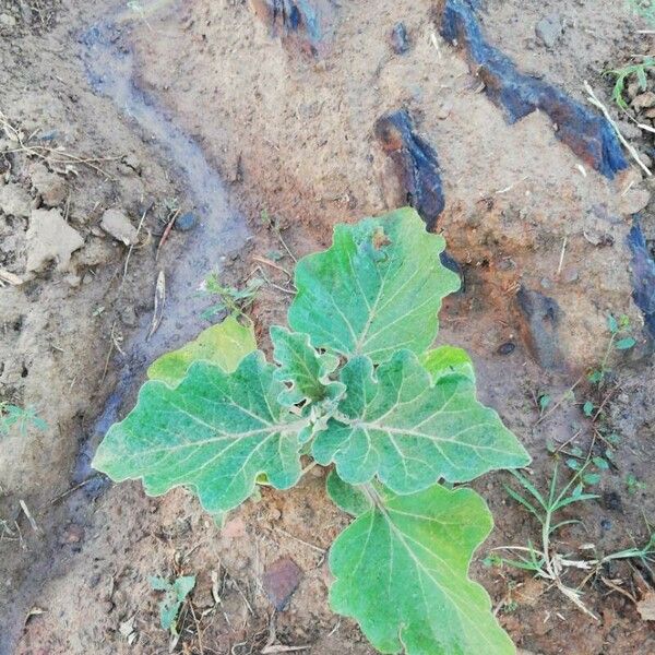 Solanum melongena Hostoa