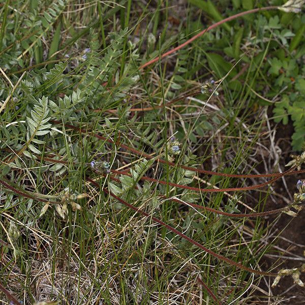 Oxytropis deflexa Plante entière