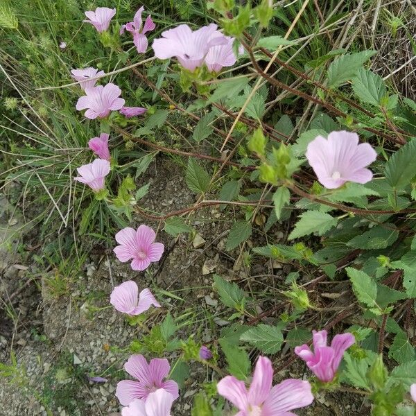 Malope malacoides List