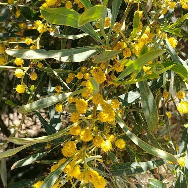 Acacia saligna Kvet