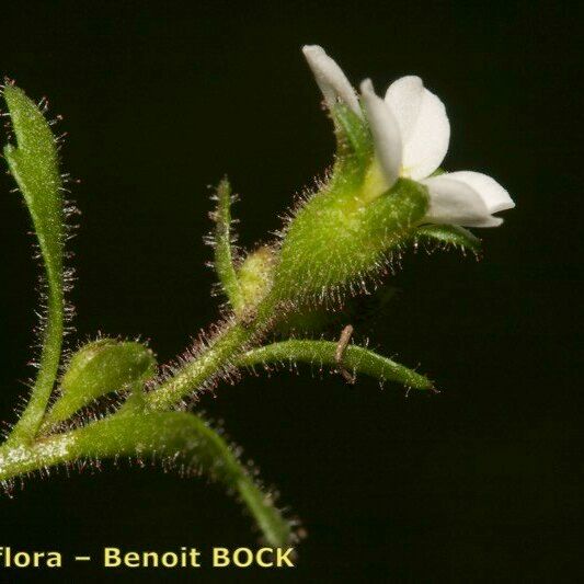 Saxifraga adscendens Annet