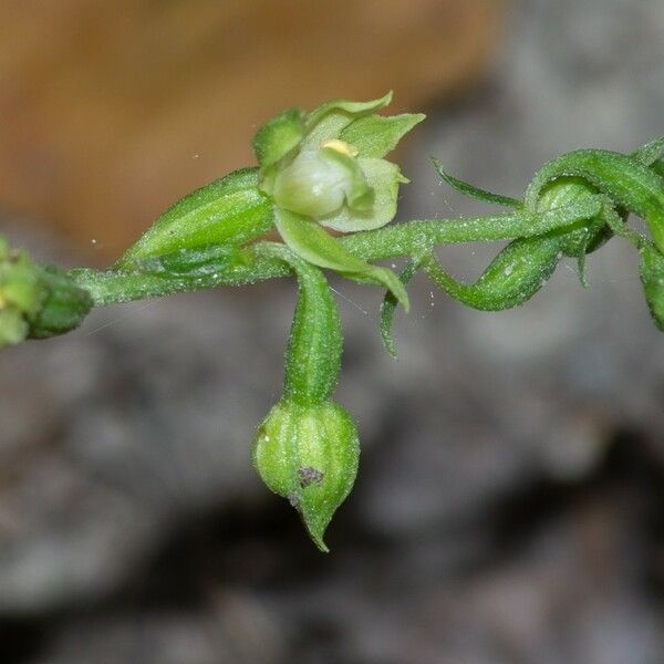 Epipactis albensis Blomma