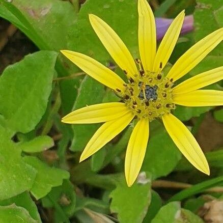 Arctotheca calendula Fiore