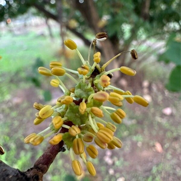 Ceratonia siliqua Цветок
