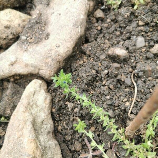 Veronica arvensis Leaf