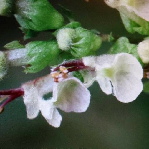 Teucrium scorodonia Цветок