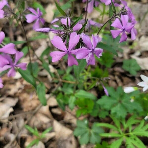 Phlox divaricata Bloem