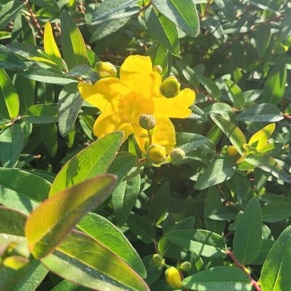 Hypericum patulum Flower