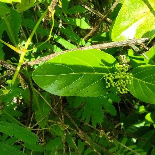 Premna serratifolia Folha