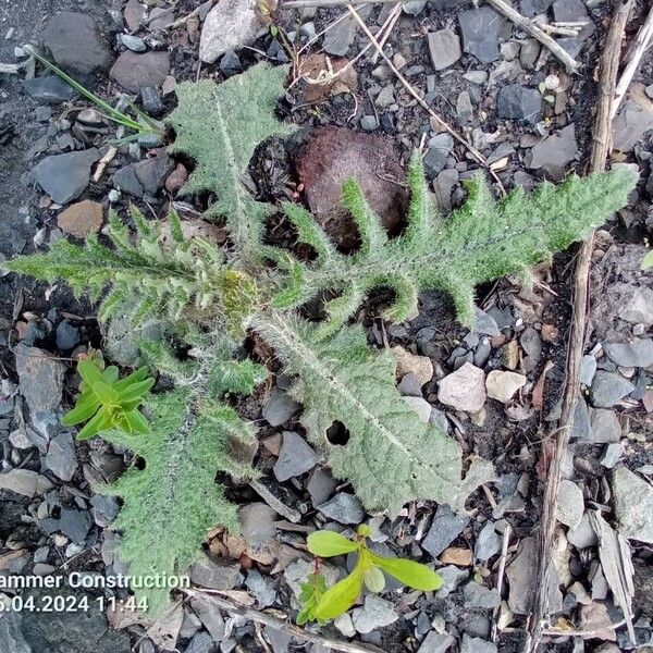 Centaurea benedicta Hostoa