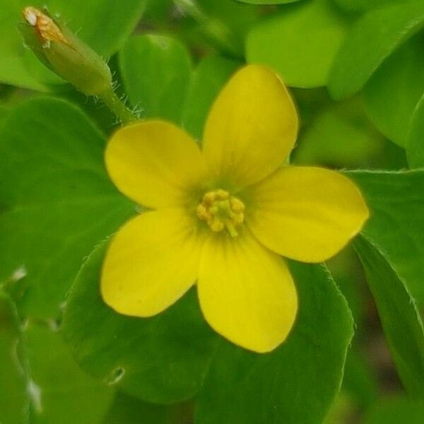 Oxalis fontana Flower