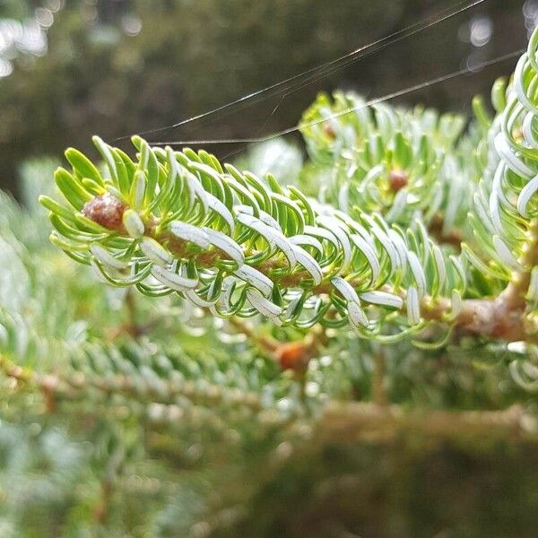 Abies koreana Lehti