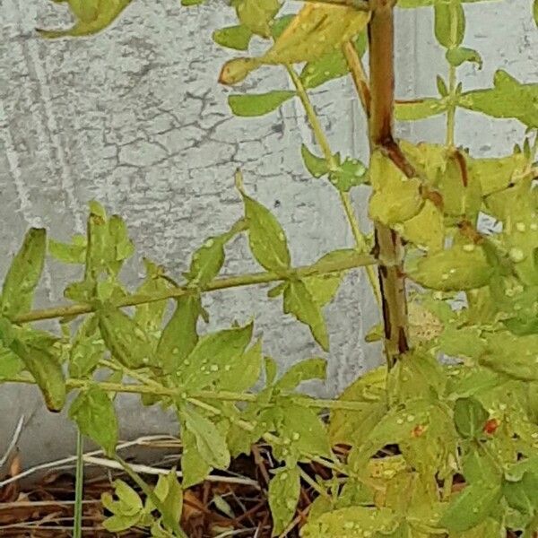 Hypericum perfoliatum Blad