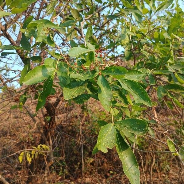 Searsia natalensis Fuelha