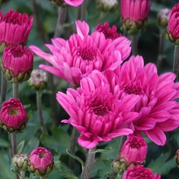 Chrysanthemum indicum Fleur