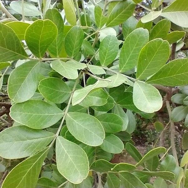 Sophora secundiflora Blatt