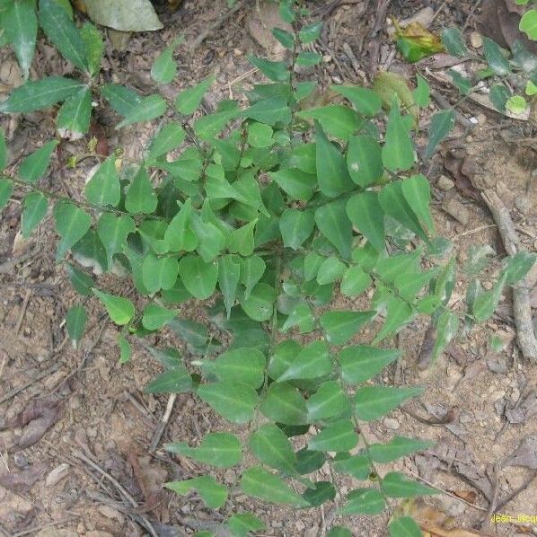 Phyllanthus vespertilio Агульны выгляд