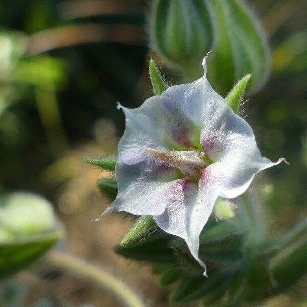 Trichodesma zeylanicum Flower