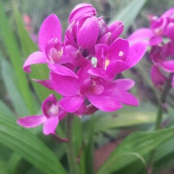 Spathoglottis plicata Lorea