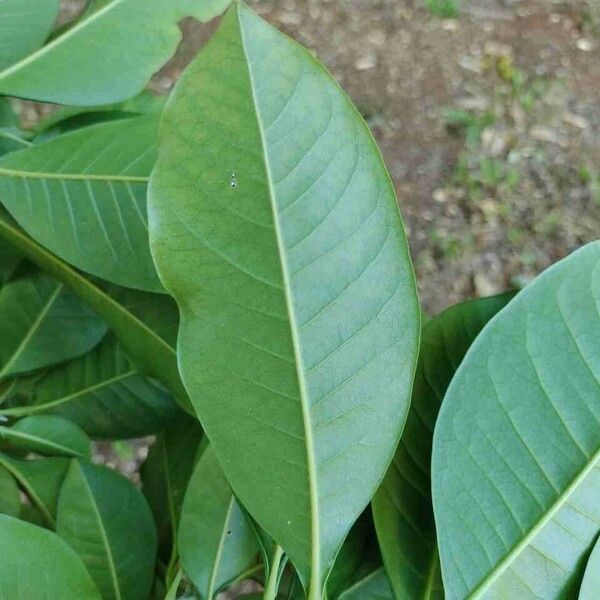 Esenbeckia leiocarpa Leaf