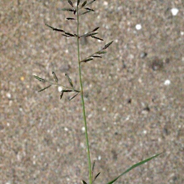 Eragrostis barrelieri Ostatní