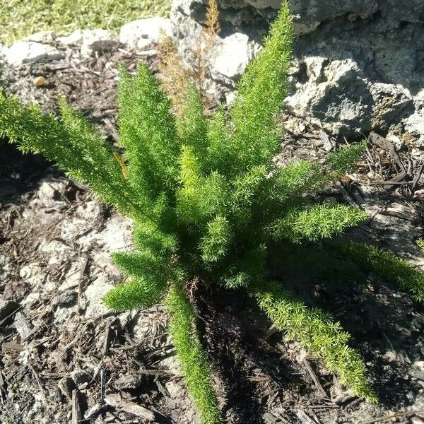 Asparagus densiflorus Лист