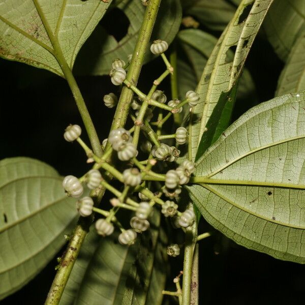 Miconia rubescens Cvet