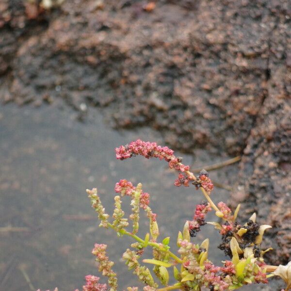 Oxybasis chenopodioides Blomst