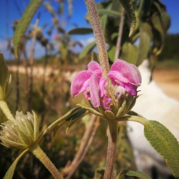 Phlomis purpurea फूल