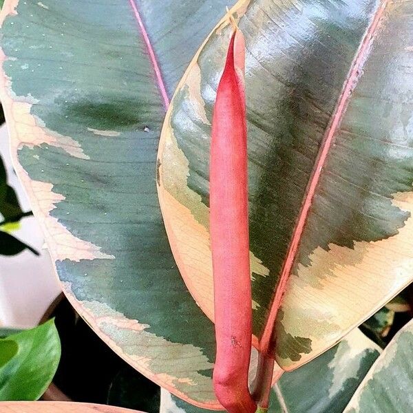 Ficus elastica फूल