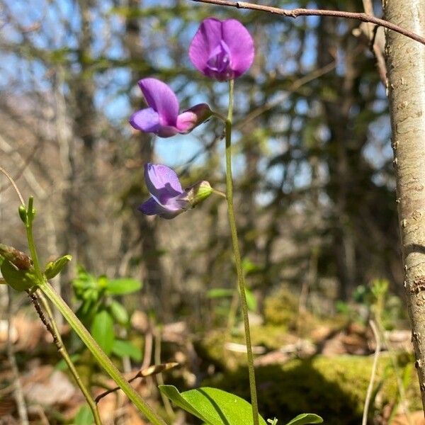 Lathyrus palustris Flors