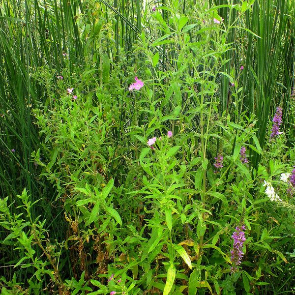 Epilobium hirsutum Buveinė