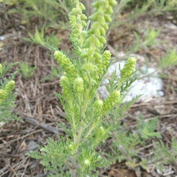 Ambrosia psilostachya Floro