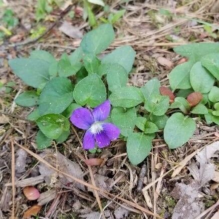 Viola adunca Flor