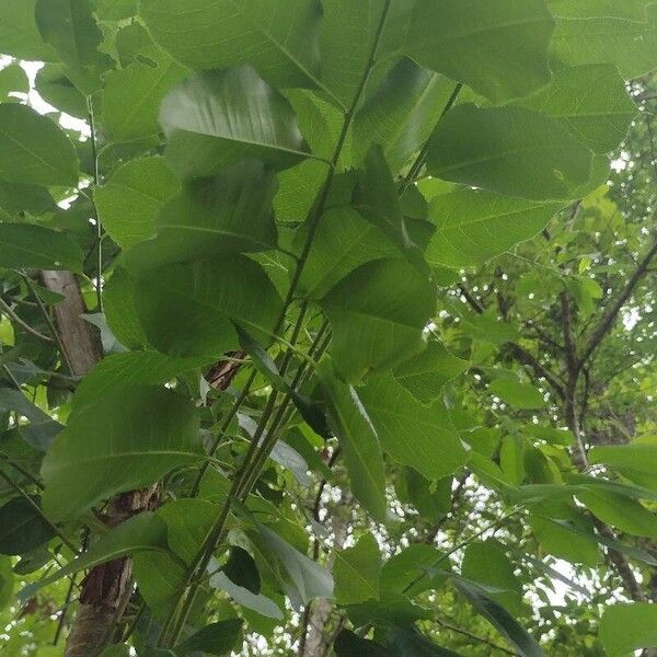 Prunus serotina पत्ता